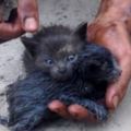 這兩隻小貓差點溺死在污油裡，被拯救之後的轉變實在是...