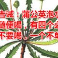 醫生告誡：蒲公英泡水不能隨便喝，有四個必喝，三個不要喝，一個不單獨喝！