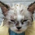 主人家的貓咪很不喜歡洗澡，這隻貓咪就是這樣，感覺洗了澡生怕把妝洗沒了似的！哈哈