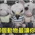 心理測試：圖中那個動物最讓人討厭？測出你所不知的另一個自己！