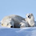 「媽!!!!!我要紅了!!!!!!」！這些絕無修圖的野生動物照片讓人笑爆萌爆！！