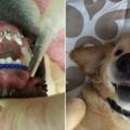 這只小狗狗因為天生暴牙無法閉上嘴巴，裝上「狗牙套」之後…現在的模樣會讓每個人都露出笑容！