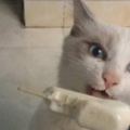 第一次嘗冰棒的貓星人神情誇張，貓咪：味道好極了！