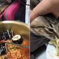 吃東西的時候總有隻貓爪子來搶，鏟屎官決定「這樣做」...網友看完全都笑噴！