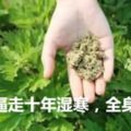 艾草墊，讓你坐在陽氣上，15天逼走十年濕寒，全身精神