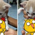 意外發現小貓咪粉紅肚上的「超萌腹肌」，網友看了都大呼驚訝又有趣！