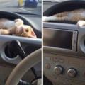 小橘貓最愛躺在汽車儀錶板賣萌，鏟屎官沒辦法只好每天都把貓咪一起帶出門