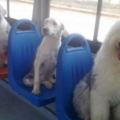 帶狗狗乘公交，一個男人說：公交上允許你帶狗上來嗎？