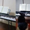 貓趁主人不在偷偷彈琴，被發現後一臉無辜
