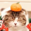 貓奴必看！「2018東京貓咪休息展」療癒你的心，覽展詳細情報看這篇