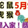 5月9日生肖運勢_雞、蛇、鼠大吉