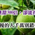 比蔗糖甜300倍，卻能控血糖！人們口中的神仙果，這三種人吃不得！