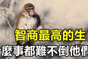 智商最高的前四名生肖，什麼事都難不倒他們！