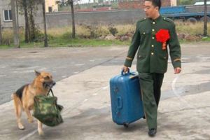 軍犬看著主人退伍時裝鎮定幫忙拿行李，結果最後卻還是忍不住「拼了命的挽留他」