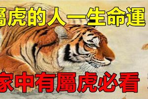 屬虎的人一生命運！家中有屬虎必看！