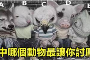 心理測試：圖中那個動物最讓人討厭？測出你所不知的另一個自己！