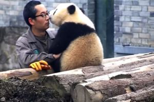 超激萌的熊貓偷親完飼養員後還意猶未盡，當牠看到對方拿出手機自拍時的反應讓大家的心都軟化了啦！