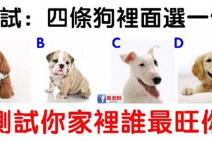 心理測試：四條狗裡面選一條，測試你家裡誰最旺你