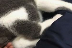貓咪躺床上，主人故意扯了一下貓咪的蛋蛋，接下來貓咪懵逼了！&懷孕後，要不要暫時將寵物送人？