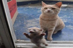 當你看到貓咪母子在敲你家門你會開嗎？網友：快來扶我，血槽萌空