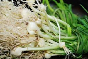 養生專家：春季別錯過六種野菜，野菜功效大匯總，知功效不亂補！