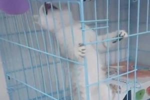 小奶貓在籠子裡死活出不去，直喊救命，網友一看笑噴：智商太低！