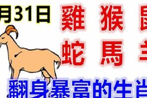 1月31日生肖運勢_雞、猴、鼠大吉