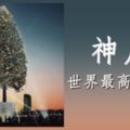 植物獵人為了「世界最高活聖誕樹」紀錄去挖150年巨木，日本網友群起撻伐！