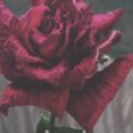 心理測試：你最喜歡哪一朵玫瑰幹花？測你愛情最大的隱患是什麼！