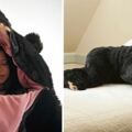 逼真「黑熊睡袋」睡著像被吞　躺下「安詳冬眠」沒人敢吵你起床