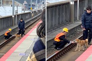 日本鐵道延誤！　鐵道員笑跟「障礙物」談判：給你罐罐豪不好？