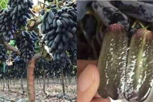 最值得種的葡萄：營養是普通葡萄10倍，果子掛樹上2月不落不爛，家裡種2棵，來年能收100斤