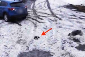 主人倒車沒看到吉娃娃　靈犬邊牧「神速進場」：我來救！