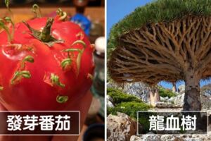 看過孕婦蛇的X光照嗎？　20張證明「外星人也會想來看」的自然驚奇景觀