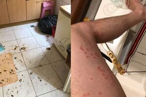找居家清潔清理房子，卻故意隱瞞屋裡有數萬隻跳蚤，清潔人員全身被叮到慘不忍賭