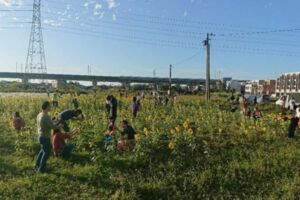 又一打卡景點淪陷！向日葵花海慘遭遊客踩踏