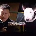 不許笑：盤點那些和動物撞臉的明星們！