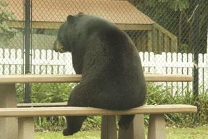  史上最憂鬱的黑熊...獨自坐在餐桌椅上看起來超萌又好寂寞