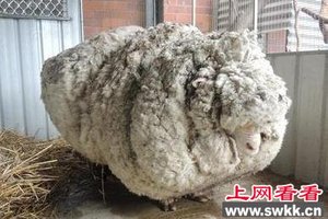 流浪羊5年没剪毛 一次减下80斤羊毛刷新世界纪录