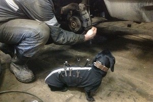 俄羅斯修車廠最萌小幫手，牠是一條狗 °(òܫó)°
