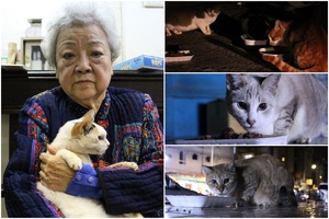 餵養百隻街貓 88歲張奶奶尋接班人