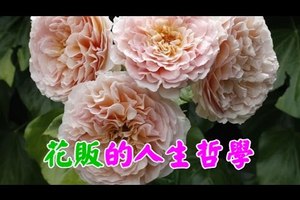 花販的人生哲學