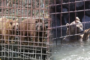 熊夫妻被關鐵籠10年 受盡「水獄之苦」達10年終獲救