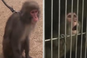 小猴子被霸凌後「再也不敢走出籠子」，自從來了一位「特別的新朋友」竟發生不可思議變化...