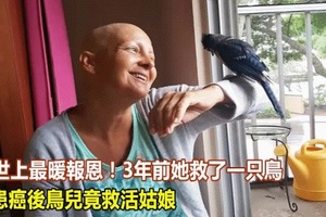 世上最暖報恩！3年前她救了一只鳥，患癌後鳥兒竟救活姑娘