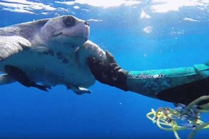 好心男將被困住的海龜救出，當牠獲救後馬上向恩人表達感謝，頓時讓人心暖！