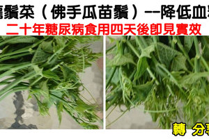 4天皆食用龍鬚菜後 ，驗血報告指出血糖指數僅剩175！【 二十年糖尿患者食用四天後即見實效 】