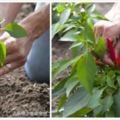 在陽台上用花盆種辣椒，掌握10個步驟就能不斷收獲