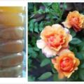 月季花最喜歡這3種「肥水」，盆裡澆幾勺，花苞大似拳頭，花期長