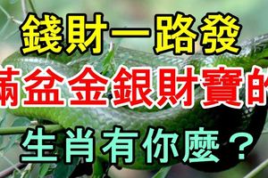 錢財一路發，滿盆金銀財寶的生肖有你麼？